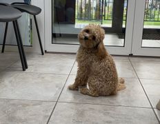 Ветеринарная клиника АйбиВЕТ, Галерея - фото 10