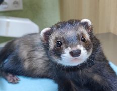 Ветклиника Хвостатый нянь, Наши пациенты - фото 5