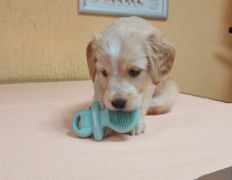 Ветклиника Айдавет, Наши пациенты - фото 5