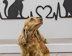 Ветеринарная клиника Питомец, Интерьер - фото 1