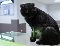 null Ветеринарный центр доктора Базылевского А.А. Филиал «Могилев», Галерея - фото 3