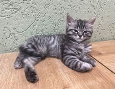 Ветклиника Хвостатый нянь, Наши пациенты - фото 11