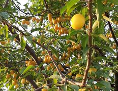 Сауна люкс VIP сауна на Явара и Калины, Беседка лето-зима - фото 4