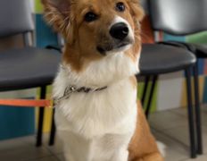 Ветеринарная клиника  АйбиВЕТ, Галерея - фото 5