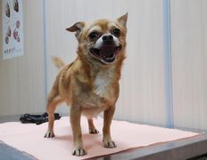 Ветклиника Айдавет, Наши пациенты - фото 15