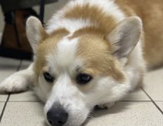 null Ветеринарный центр доктора Базылевского А.А. Филиал «Минск 24/7», Галерея - фото 17