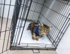 Ветклиника МогВетЛига, Галерея - фото 16