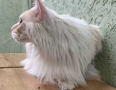 Ветклиника Хвостатый нянь, Наши пациенты - фото 15