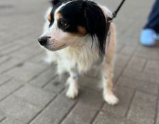 Ветклиника Хвостатый нянь, Наши пациенты - фото 17