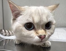 Ветклиника Айдавет, Наши пациенты - фото 4