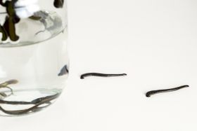 Гирудотерапия — природный путь к обновлению организма