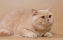 Питомник «Creambel Cattery (Крембел Кэттери)» - фото