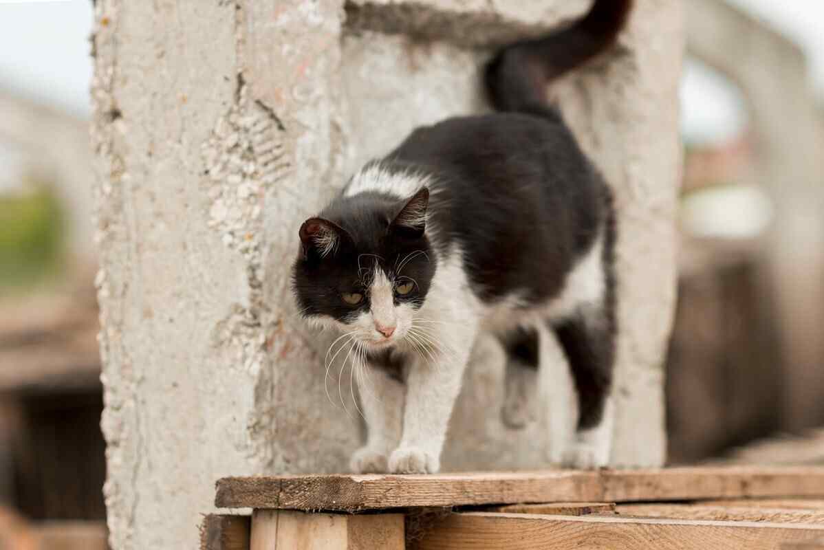Белоруска заразилась бешенством после царапины кошки и не пошла к врачу