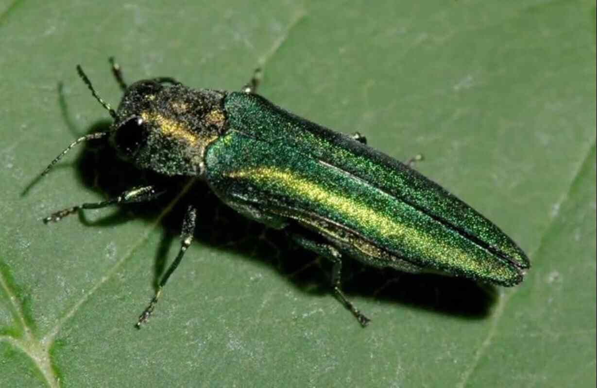 В Беларуси обнаружили опасного жука: он может уничтожить дерево за год