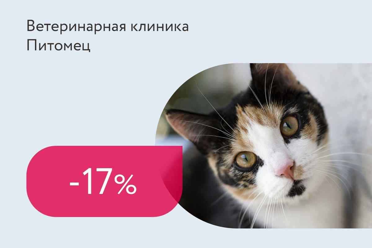 Скидка 17% на стерилизацию кошек в возрасте до 3 лет