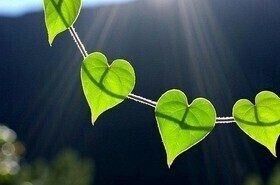 Доверьте свои волосы силе природы