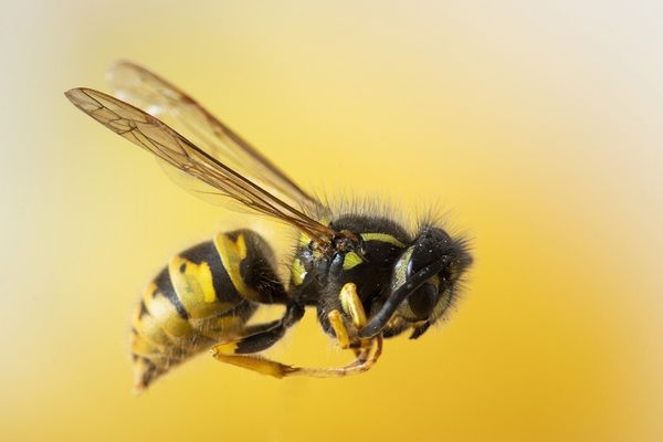 Что делать при укусе осы, пчелы или шершня: советы аллерголога, которые могут спасти жизнь