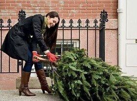 Как выбрать здоровую новогоднюю елку