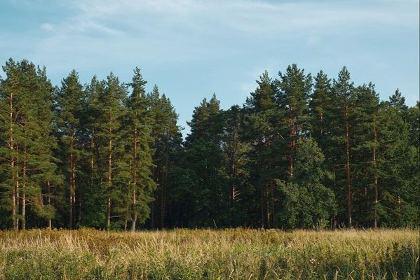В лесах Беларуси завершили вакцинацию диких животных от бешенства