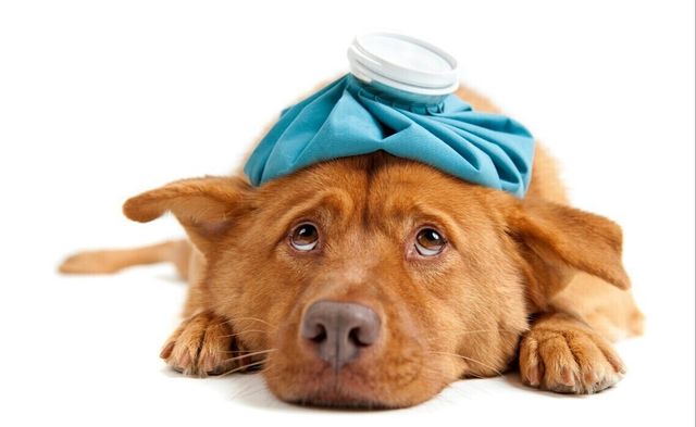 В Минске открылась ветклиника, где прием ведут стоматологи, хирурги, онкологи