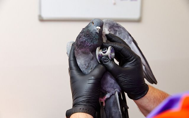 Ветеринар: 10 важных вещей, о которых вы не думаете, заводя питомца