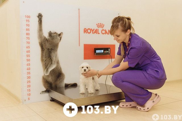 Галерея Ветеринарная клиника и аптека  «Дай Лапу» - фото 1505073