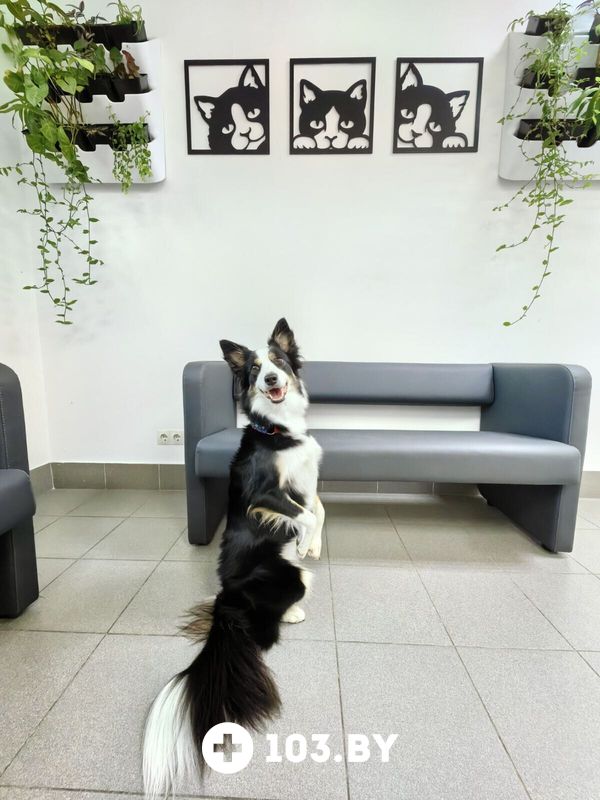 Галерея Ветеринарная клиника «Минина Плюс» - фото 2800635