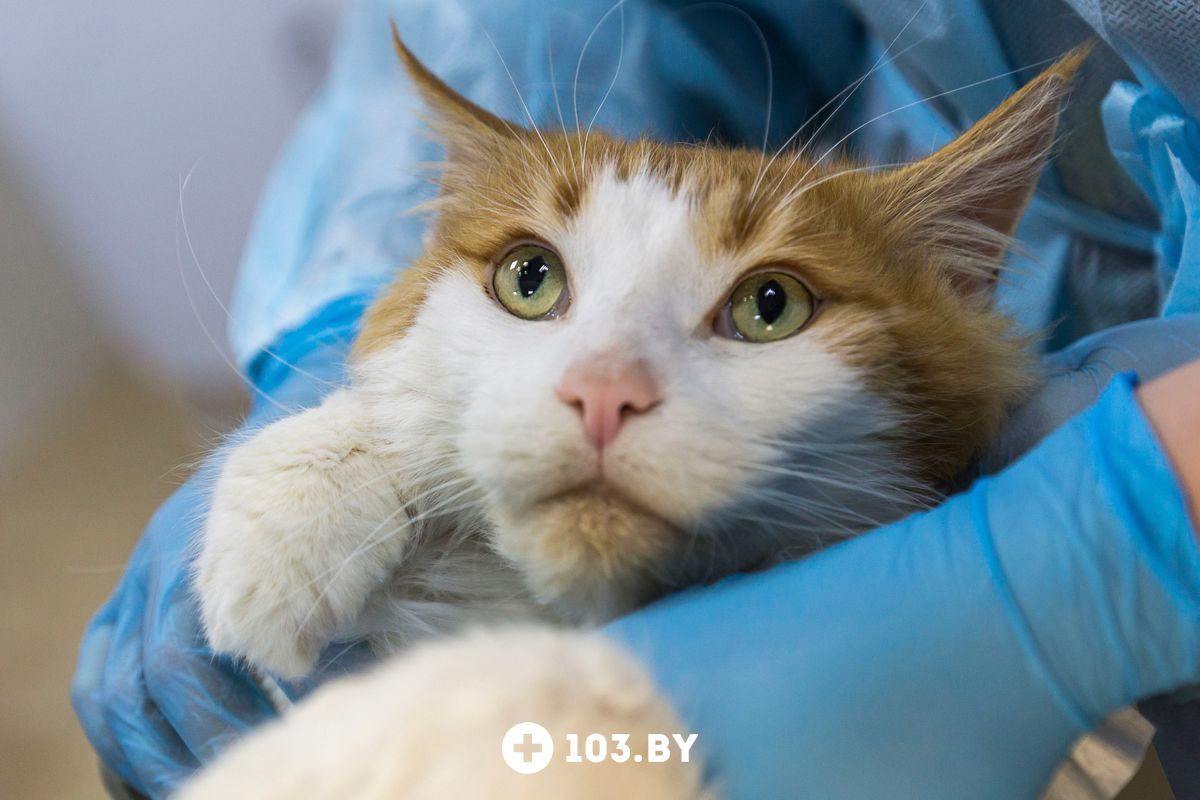 Галерея Ветеринарный центр «КакадуВет» - фото 2299243