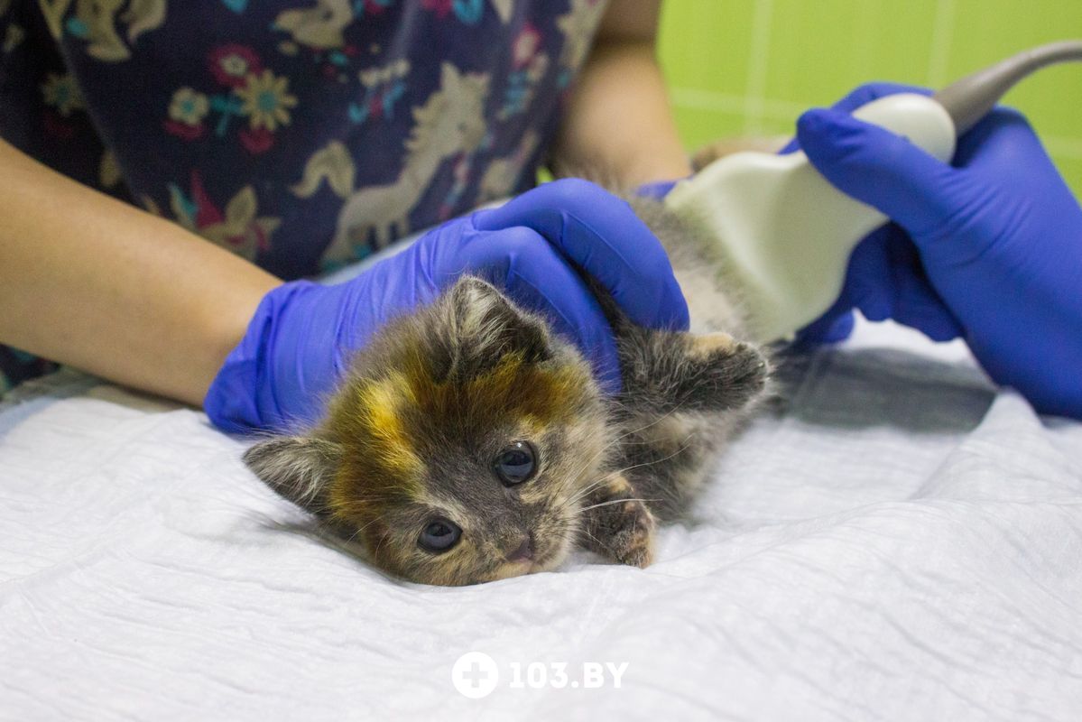 Ветеринарный центр undefined - фото 1721143