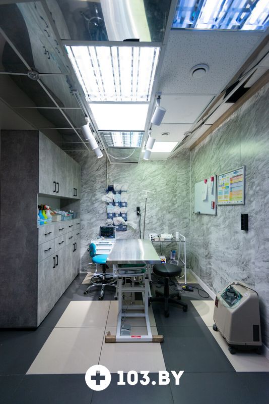 Галерея Ветеринарная клиника «Белая медведица» - фото 2734200