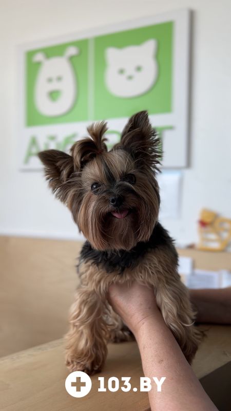 Галерея Ветеринарная клиника  «АйбиВЕТ» - фото 2789070