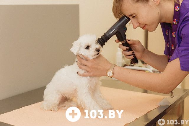 Галерея Ветеринарная клиника и аптека  «Дай Лапу» - фото 1505063