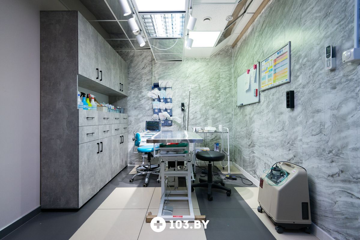 Галерея Ветеринарная клиника «Белая медведица» - фото 2734199