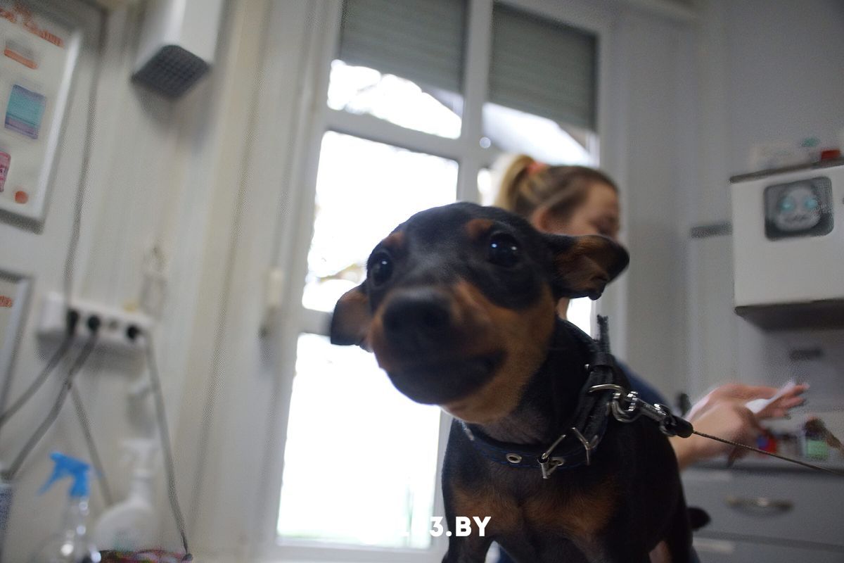 Галерея Ветклиника «Эвия Верум» - фото 2727128