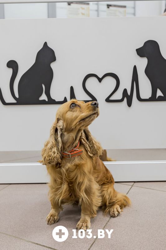 Интерьер Ветеринарная клиника «Питомец» - фото 2789952