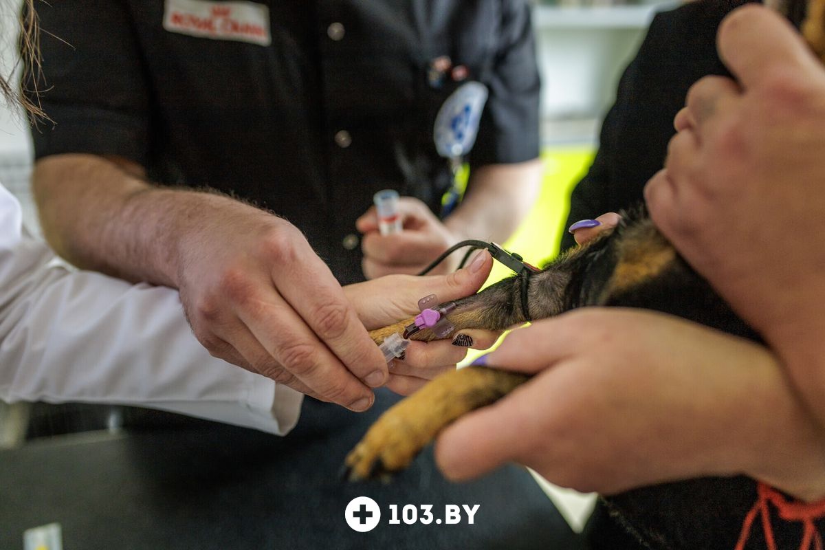 Галерея Ветклиника «Ветеринарный импульс» - фото 2745139