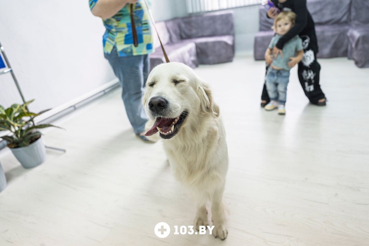 Галерея Ветеринарная клиника «Ветмедика+» - фото 2756764